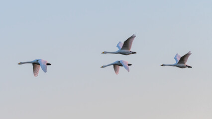 Whooper swans (Cygnus cygnus) flying on a winter evening, Norfolk, UK.