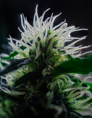 Cannabis Flower Extreme Macro - Afghan Kush Strain - at flowering stage week seven. - 553023591