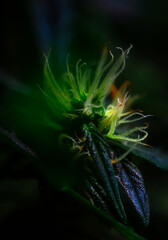 Cannabis Flower Extreme Macro - Afghan Kush Strain - at flowering stage week seven. - 553023711