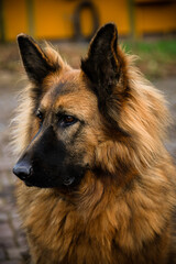 Owczarek Niemiecki, pies domowy, zwierzak, przyjaciel człowieka, dog, pet, pies