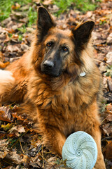 Owczarek Niemiecki, pies domowy, zwierzak, przyjaciel człowieka, dog, pet, pies