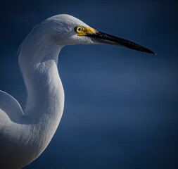 Extreme close up of a snowy white egreet with yellow coloring near its eye