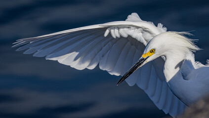 Snowy egret with wing outstretched wide