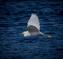 Snowy white egreet with bright yellow feet, flies over the water of the Gluf of Mexico near Florida
