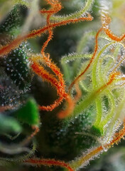 Extreme Macro of Cannabis Flower or Bud - Afghan Kush Strain - flowering week seven. - 553024500