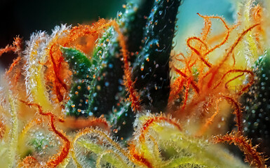 Extreme Macro of Cannabis Flower or Bud - Afghan Kush Strain - flowering week seven. - 553024518