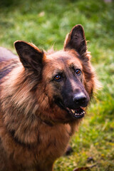 Owczarek Niemiecki, pies domowy, zwierzak, przyjaciel człowieka, dog, pet, pies