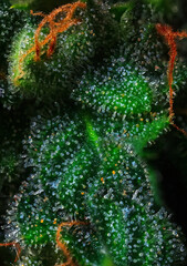 Extreme Macro of Cannabis Flower or Bud - Afghan Kush Strain - flowering week seven.