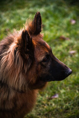 Owczarek Niemiecki, pies domowy, zwierzak, przyjaciel człowieka, dog, pet, pies