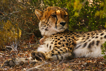 Fototapeta premium leopard in the grass