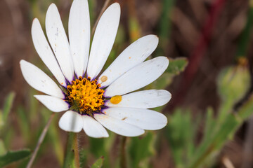 White and purple African Daisy (Osteospermum) Wild flower growing during spring, Cape Town, South Africa