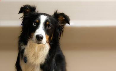 Portrait of an Australian Shepherd with his head tilted, looking at the camera