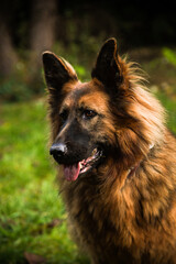 Owczarek Niemiecki, pies domowy, zwierzak, przyjaciel człowieka, dog, pet, pies