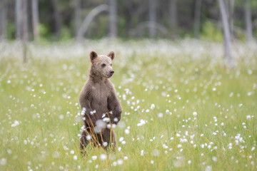 Brown bear cub (Ursus arctos) standing on a Finnish bog in the middle of the cotton grass