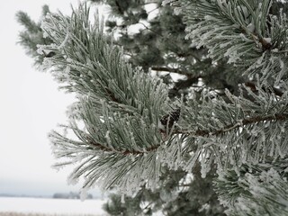 Winter landscape with a frosted pine branch. Winter weather conditions. Journey to the North