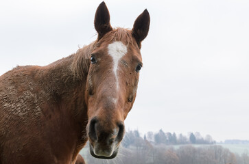 Close-up head portrait of a domestic brown horse on a pasture in Germany, Europe