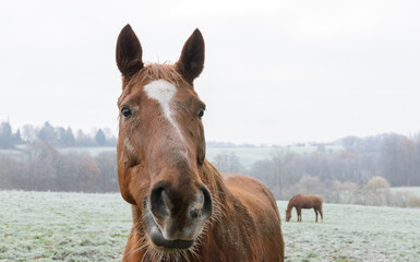 Close-up head portrait of a domestic brown horse on a pasture in Germany, Europe