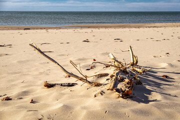 Driftwood on a beach partially submerged by the blow sand dunes in a late afternoon sun.