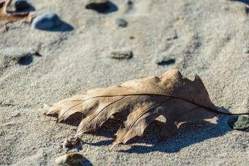 Close up of fallen oak leaves on a sandy beach with sea shells in a late afternoon sun.