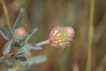 (Trifolium angustifolium) narrow-leaf crimson clover flowering during spring, Cape Town, South Africa