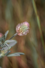 (Trifolium angustifolium) narrow-leaf crimson clover flowering during spring, Cape Town, South Africa