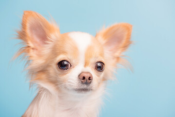 Chihuahua on blue background. The dog of the Chihuahua breed is long-haired, white and red in color.