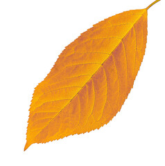yellow cherry leaf
