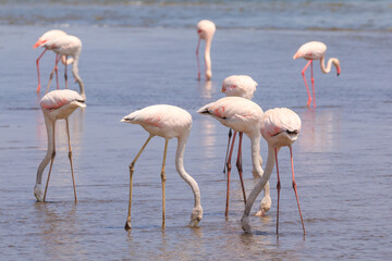 African coast of the Atlantic. Colony of pink flamingos. Swakopmund, Namibia.