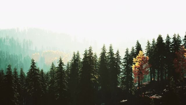 sunlight in spruce forest in the fog on the background of mountains at sunset