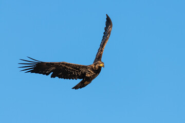 Immature bald eagle flying with wings raised in upward position isolated against clear blue sky