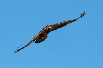 Immature bald eagle flying with wings level and looking down isolated against clear blue sky