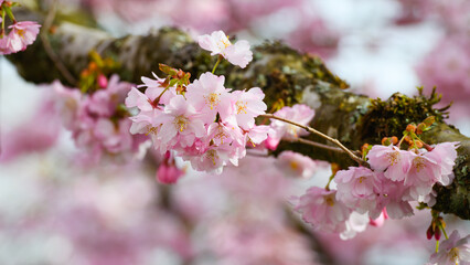 Bunch of pink cherry blossom in spring on mossy tree branch in closeup