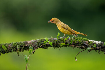 On a tree branch , Amazon Canary Finch bird