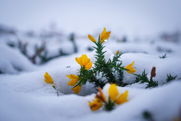 Gelbe Blume im Schnee