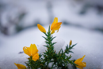 Gelbe Blume im Schnee