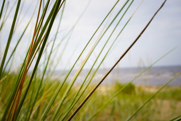 Naklejka premium Grashalm am Strand
