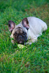 dog breed french bulldog