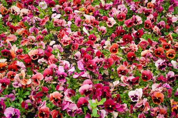 Blumenwiese