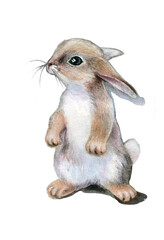 Watercolor drawing. Bunny standing on its hind legs on a white background