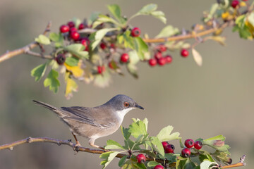 Female Sardinian warbler (Sylvia melanocephala)