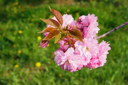 skaura twig in front of a green grass background