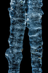 Close up of a double natural icicle in the winter cold