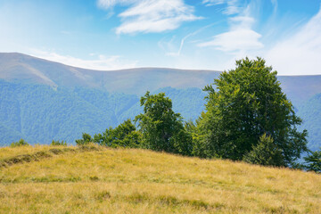 Obraz premium carpathian mountain landscape with grassy hills and meadows. countryside scenery on a bright sunny day in late summer
