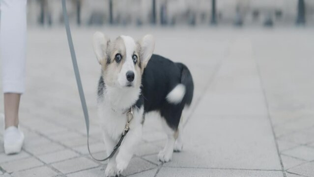 Adorable dog walking around the city on a leash. Action. Cute puppy with different eye color.