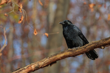 Black crow sitting in tree branch in forest