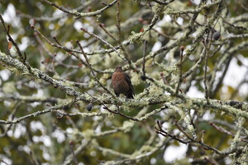 Merle noir dans les arbres