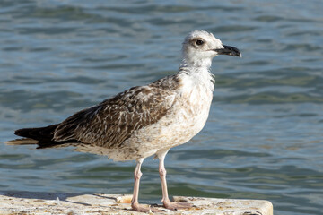 a young seagull standing on a deck