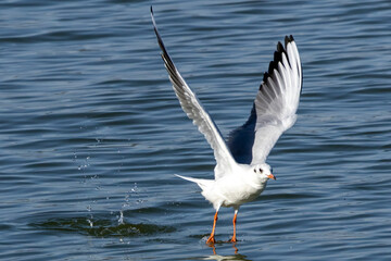 seagull flyinh on the surface of water
