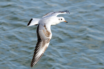 seagull flying