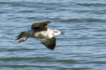 seagull on flight
